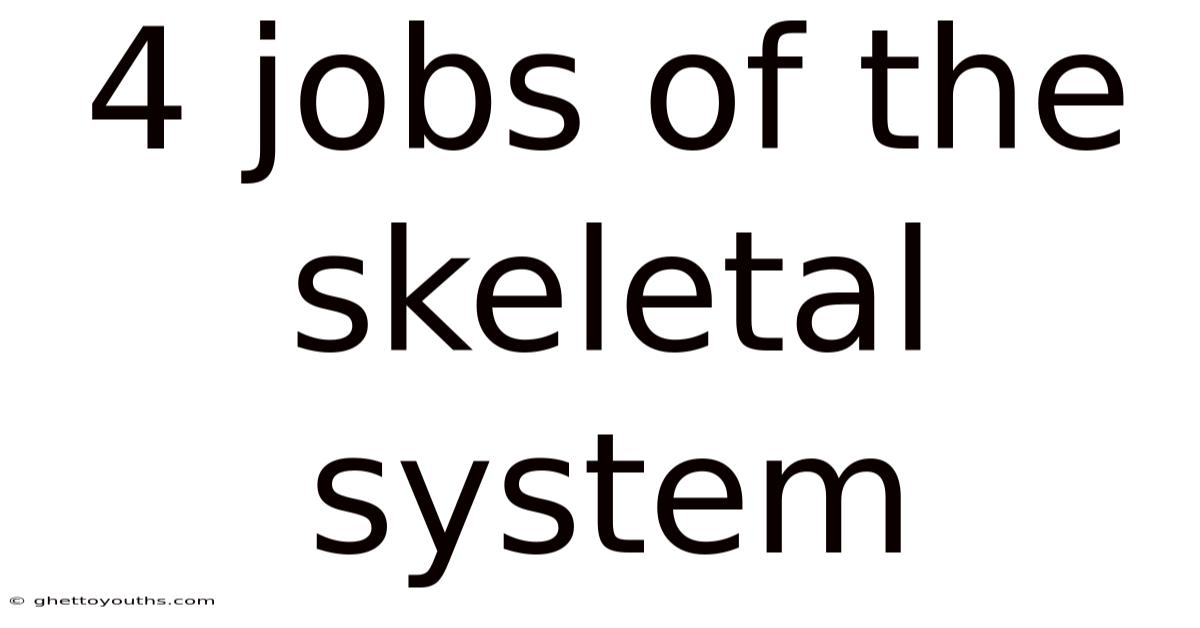 4 Jobs Of The Skeletal System