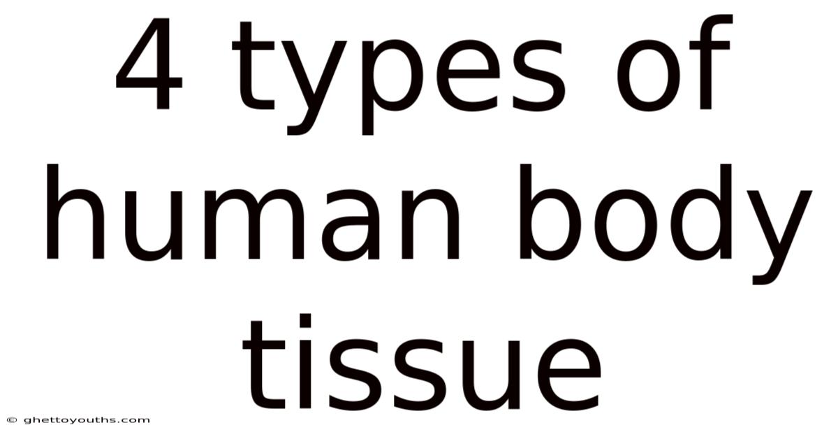 4 Types Of Human Body Tissue