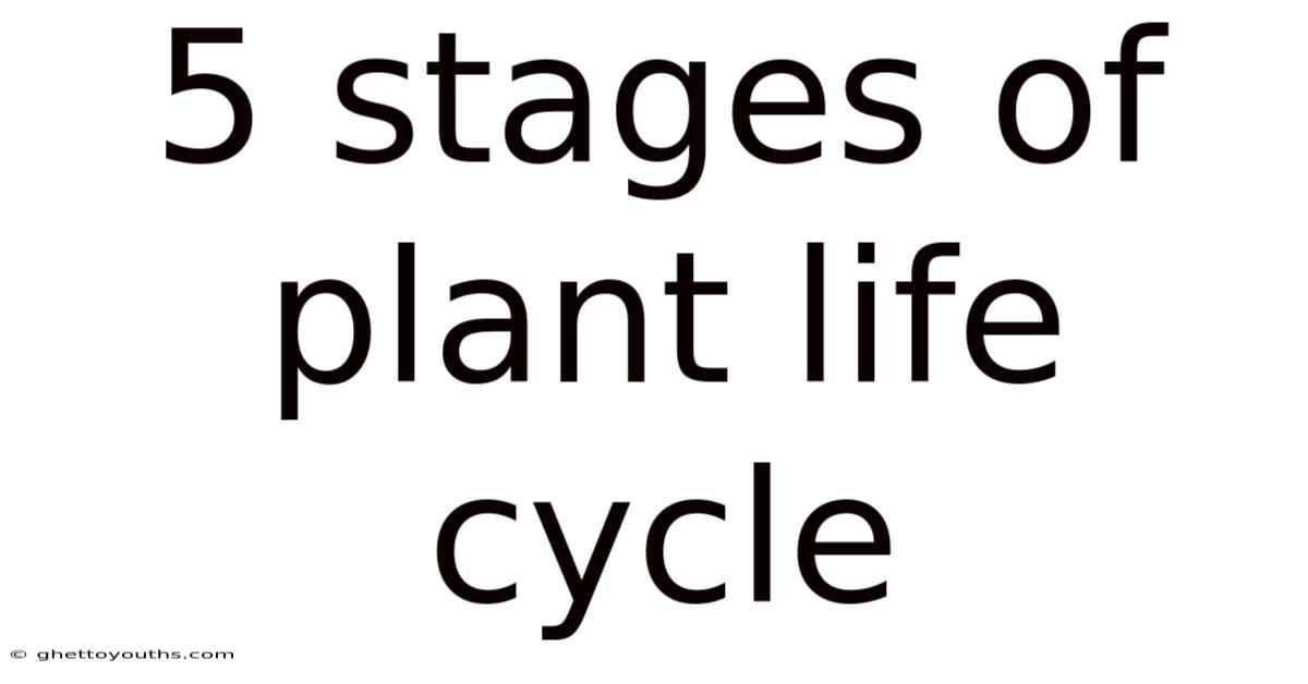 5 Stages Of Plant Life Cycle