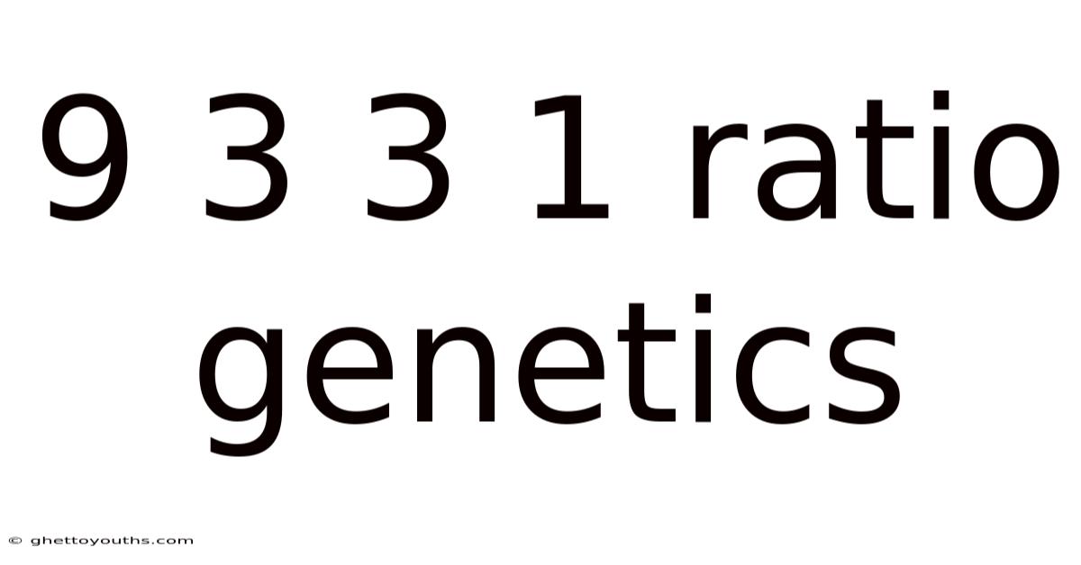 9 3 3 1 Ratio Genetics