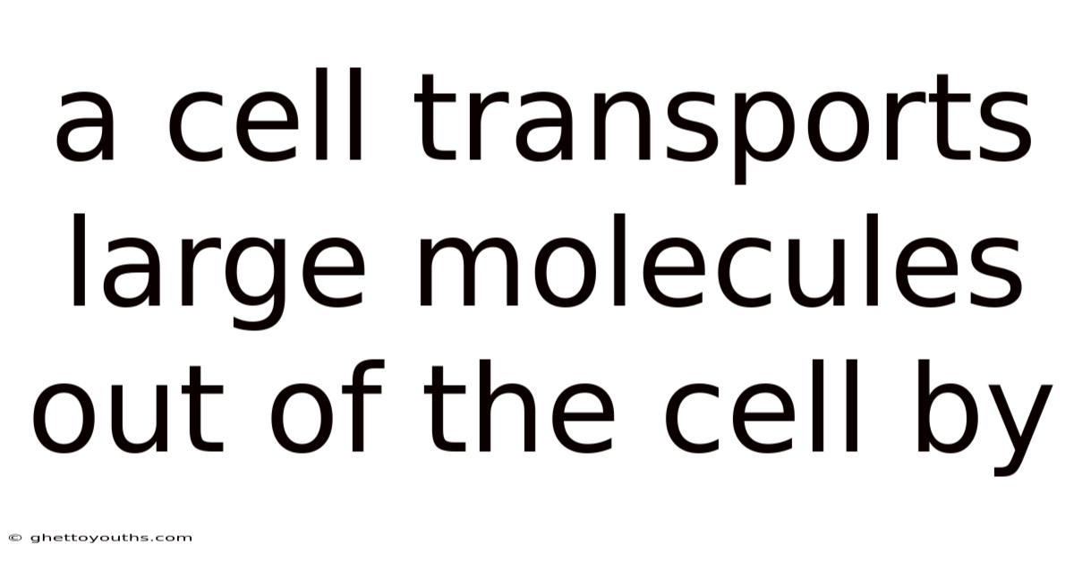 A Cell Transports Large Molecules Out Of The Cell By
