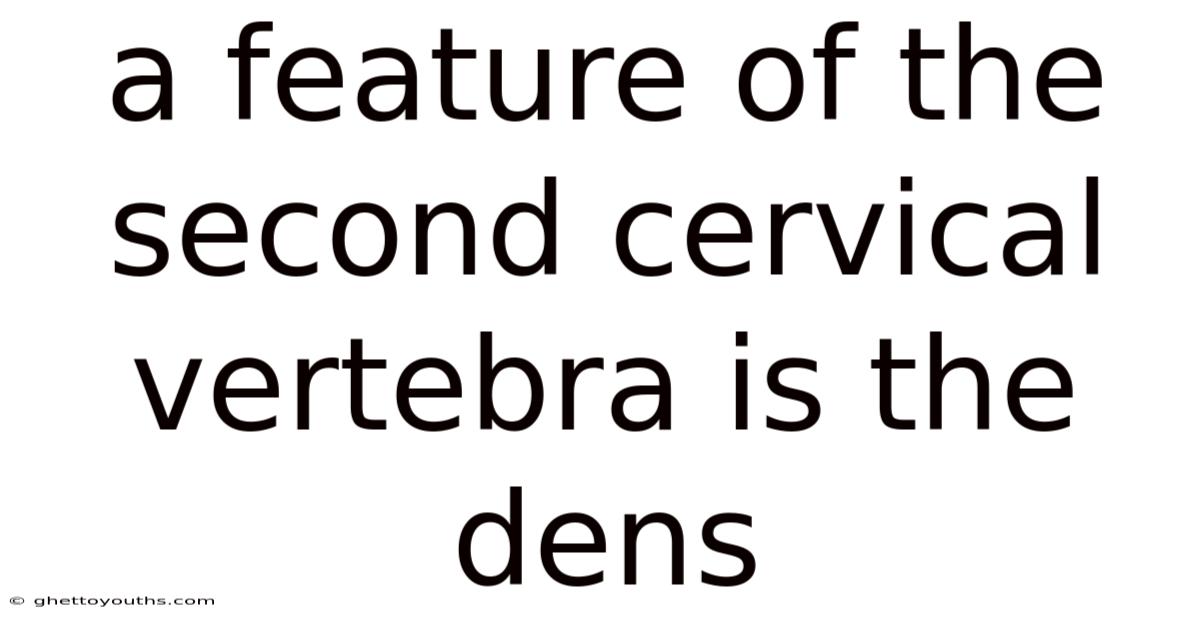 A Feature Of The Second Cervical Vertebra Is The Dens