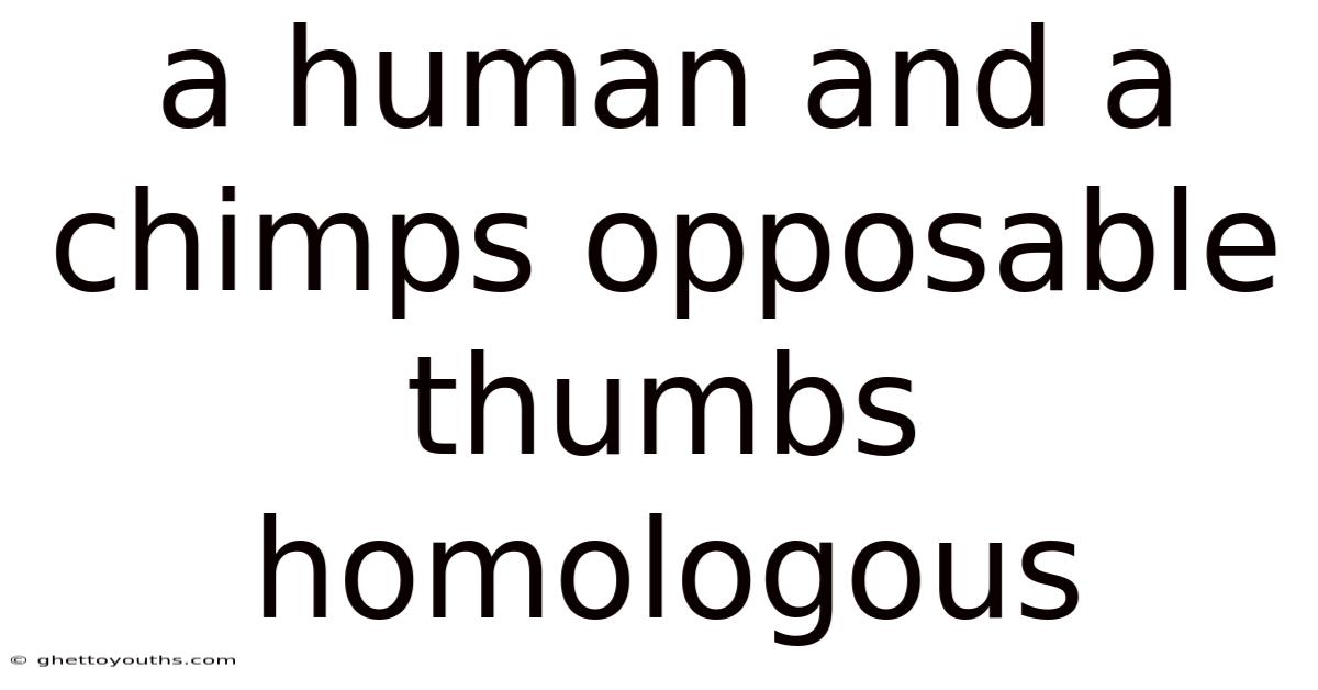A Human And A Chimps Opposable Thumbs Homologous