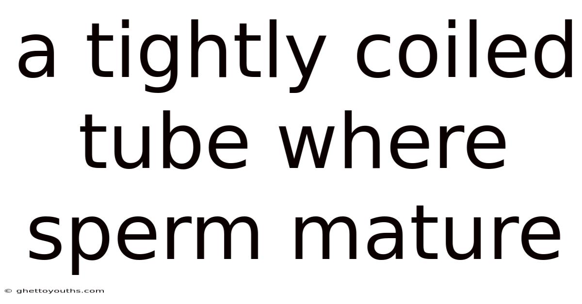 A Tightly Coiled Tube Where Sperm Mature