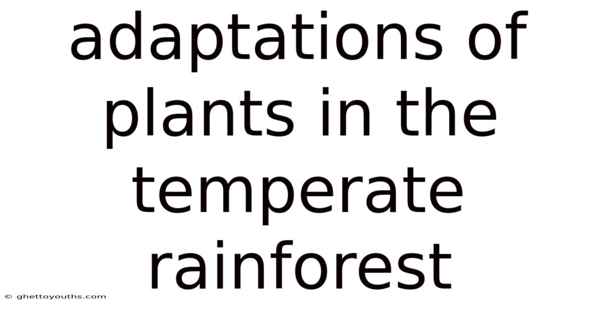 Adaptations Of Plants In The Temperate Rainforest
