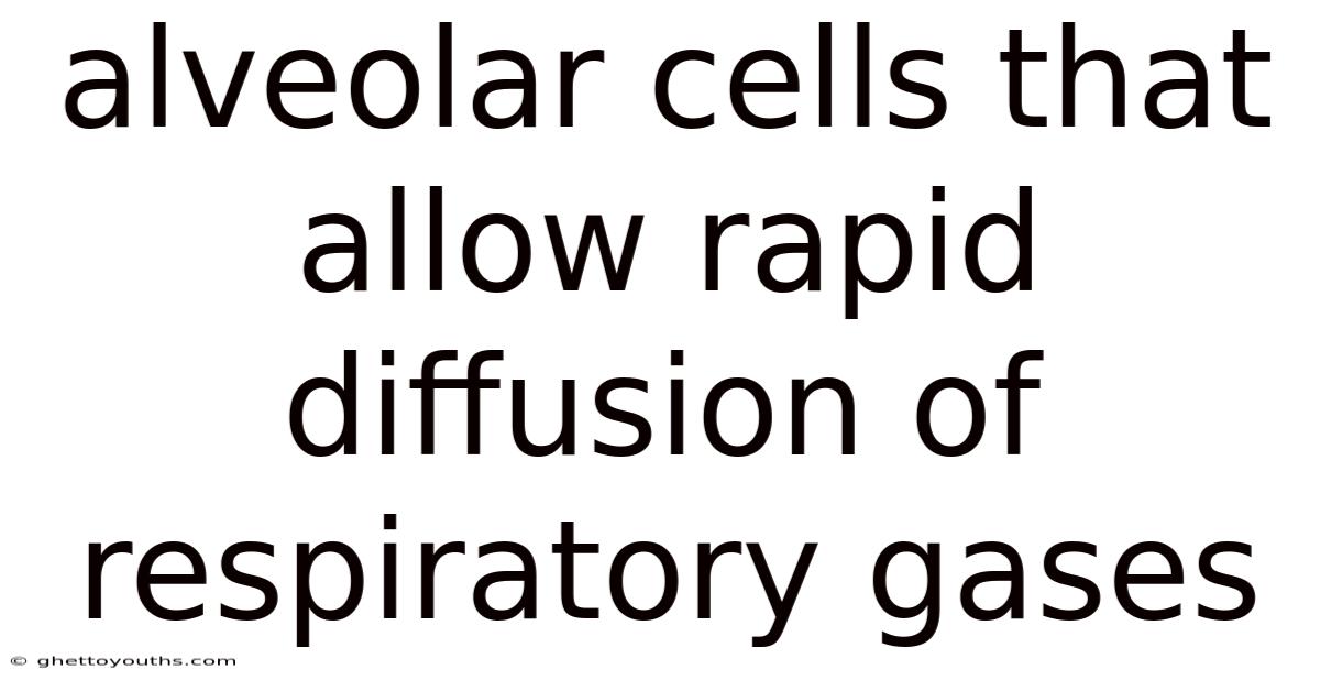 Alveolar Cells That Allow Rapid Diffusion Of Respiratory Gases