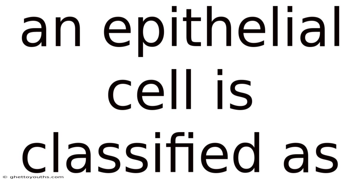 An Epithelial Cell Is Classified As