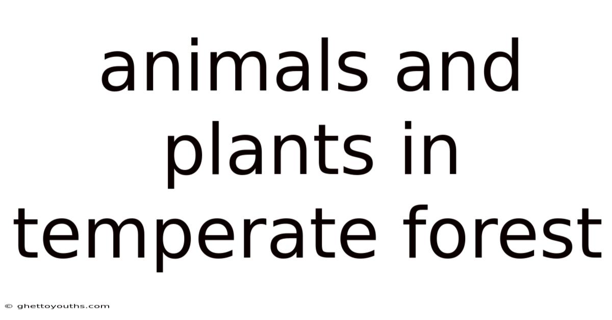 Animals And Plants In Temperate Forest