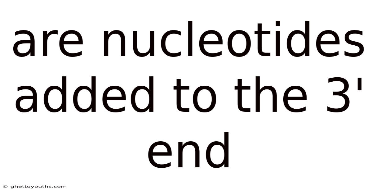 Are Nucleotides Added To The 3' End