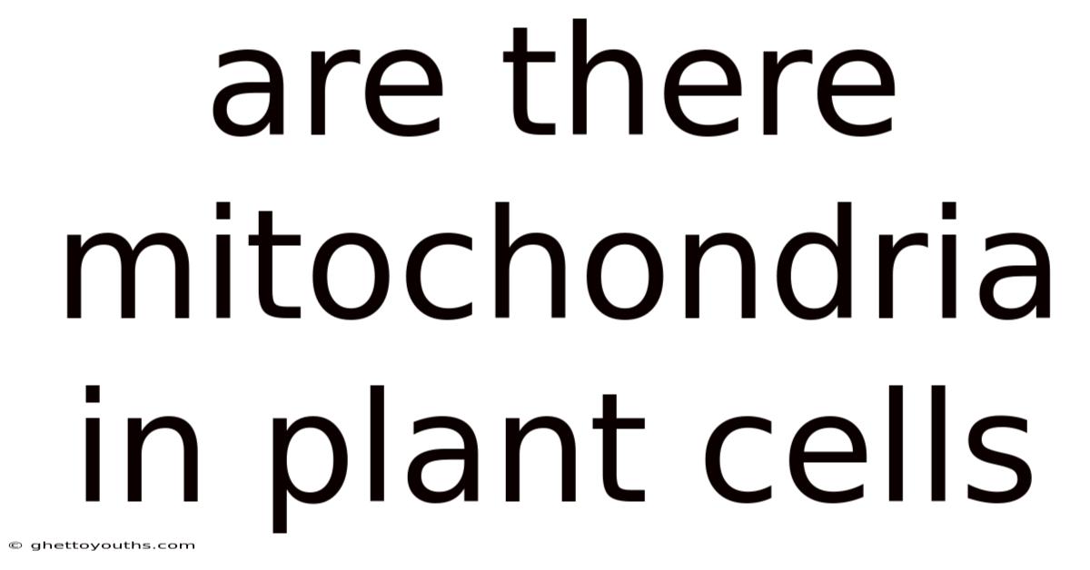 Are There Mitochondria In Plant Cells