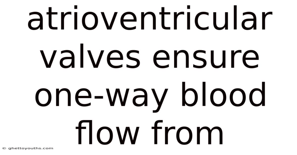 Atrioventricular Valves Ensure One-way Blood Flow From