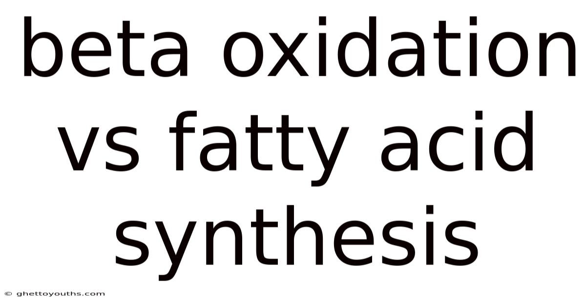 Beta Oxidation Vs Fatty Acid Synthesis