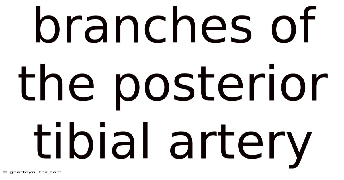Branches Of The Posterior Tibial Artery