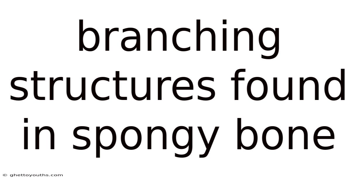 Branching Structures Found In Spongy Bone