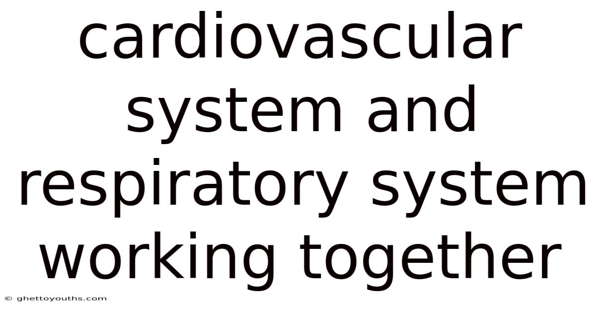Cardiovascular System And Respiratory System Working Together