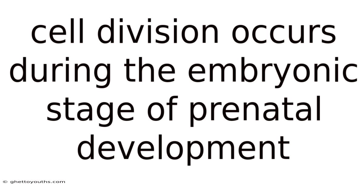 Cell Division Occurs During The Embryonic Stage Of Prenatal Development