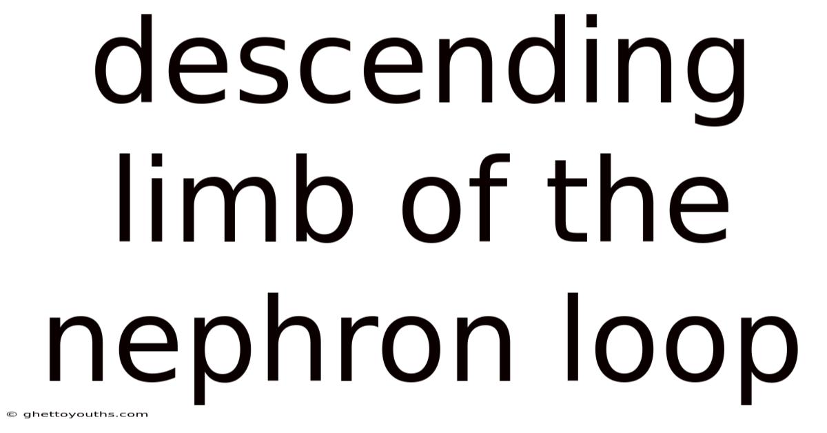 Descending Limb Of The Nephron Loop