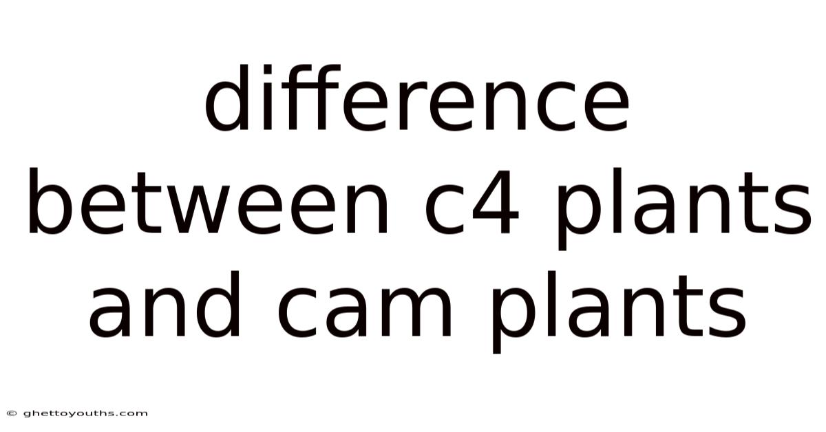 Difference Between C4 Plants And Cam Plants