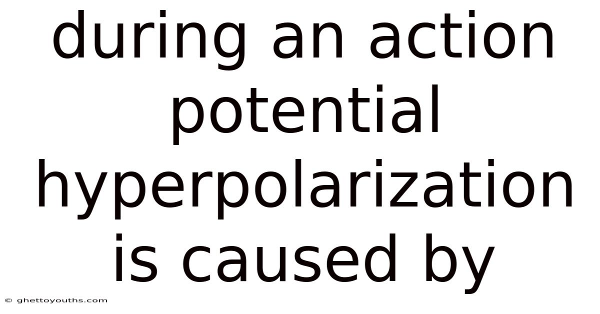 During An Action Potential Hyperpolarization Is Caused By
