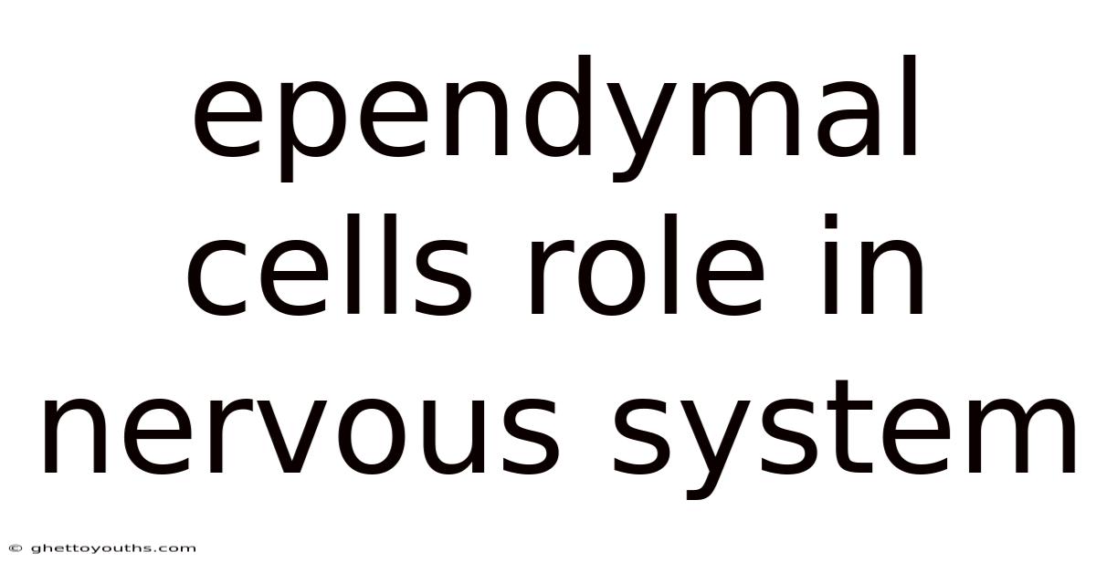 Ependymal Cells Role In Nervous System