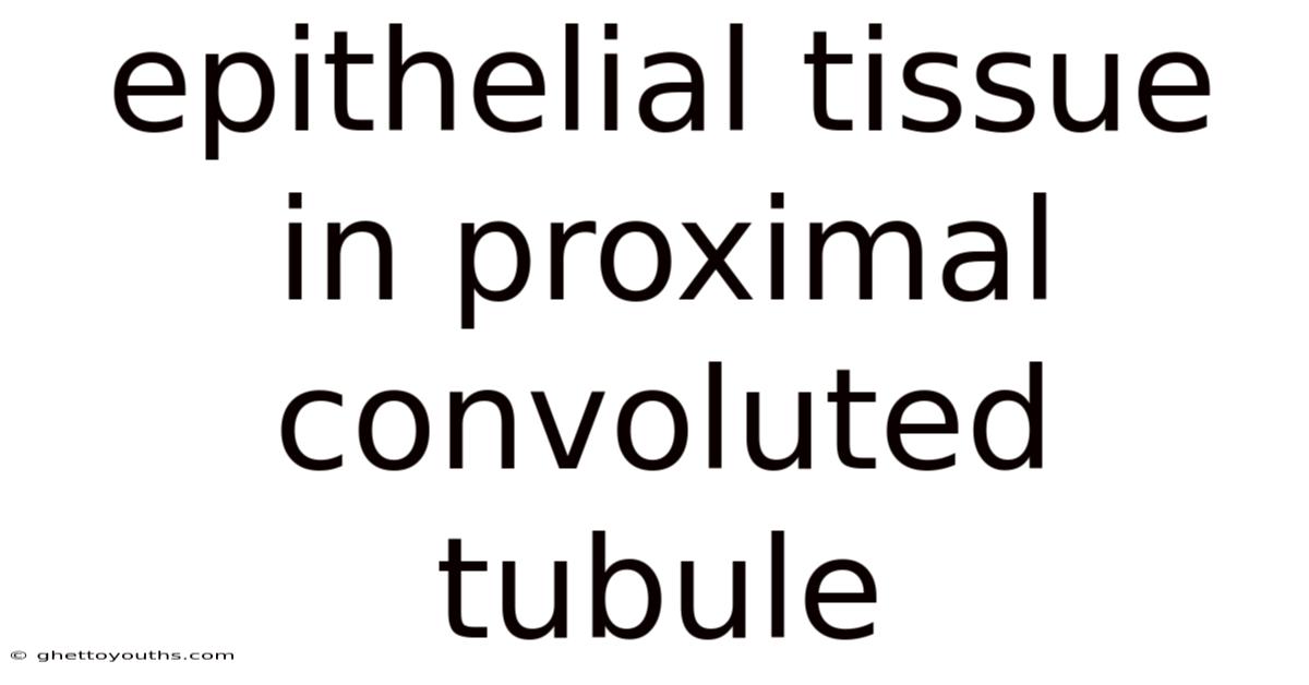 Epithelial Tissue In Proximal Convoluted Tubule