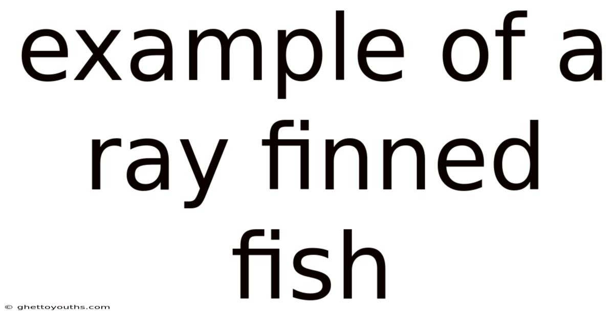 Example Of A Ray Finned Fish