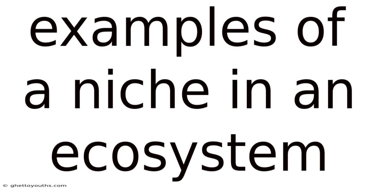 Examples Of A Niche In An Ecosystem