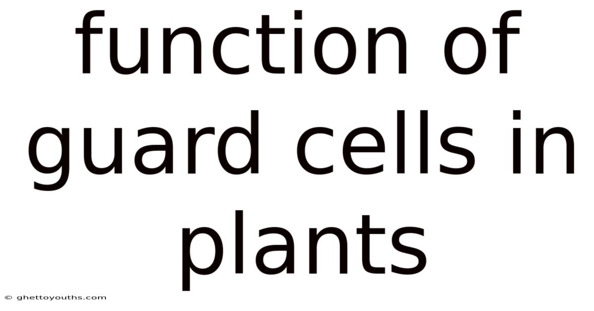 Function Of Guard Cells In Plants