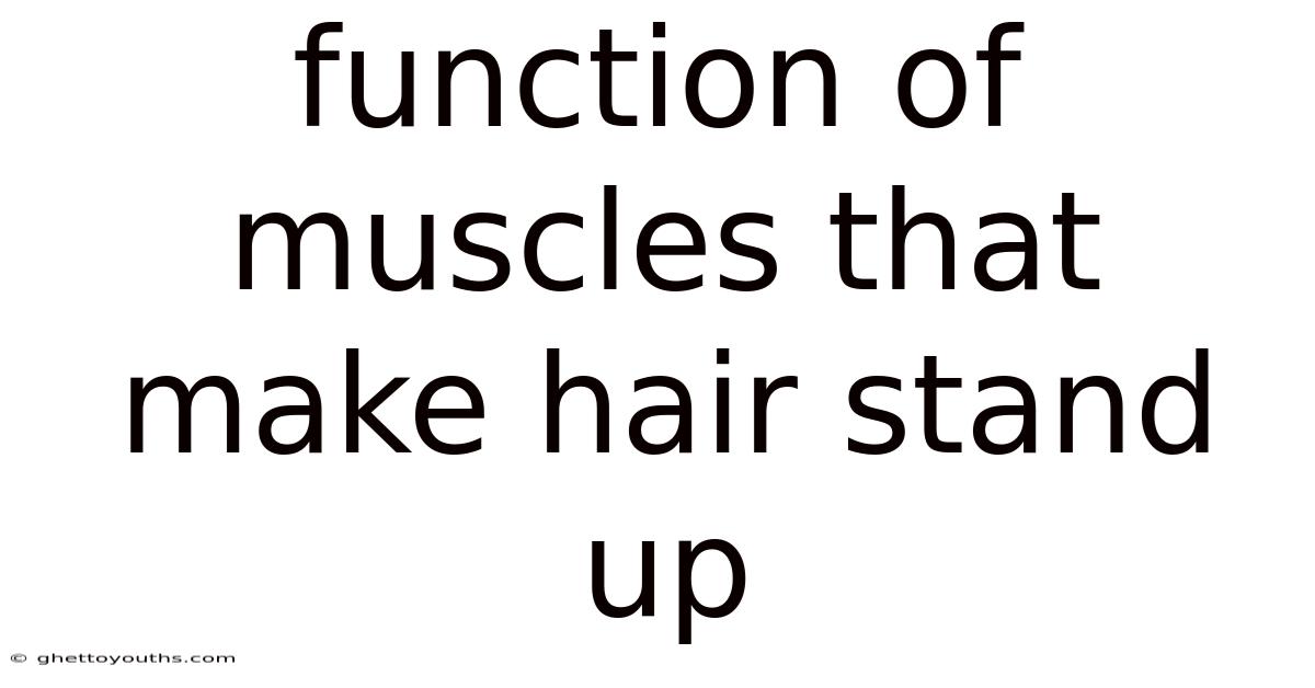 Function Of Muscles That Make Hair Stand Up