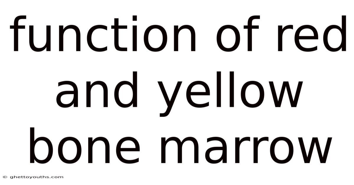 Function Of Red And Yellow Bone Marrow