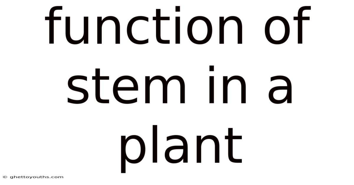 Function Of Stem In A Plant