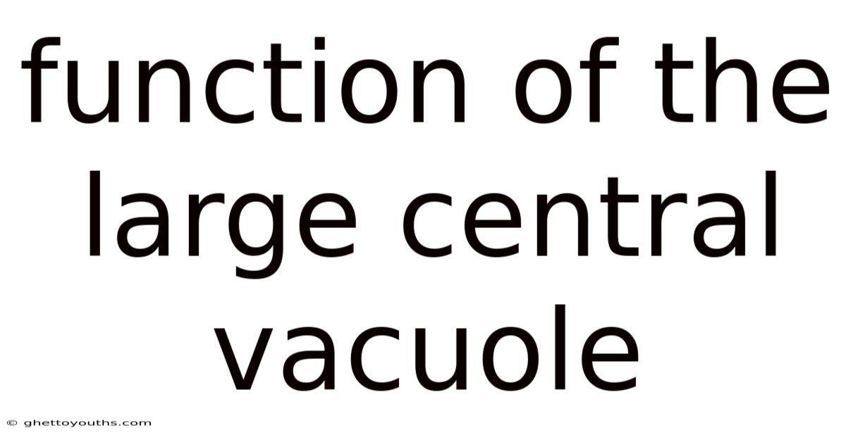 Function Of The Large Central Vacuole