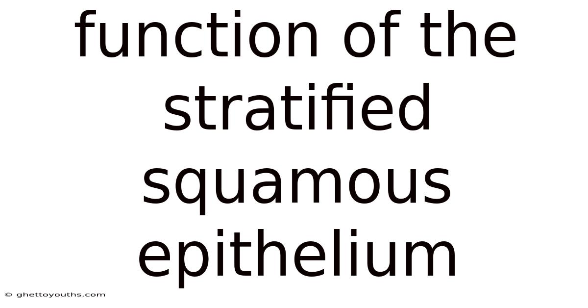 Function Of The Stratified Squamous Epithelium