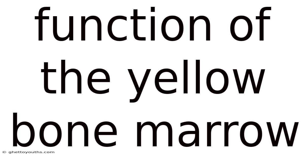 Function Of The Yellow Bone Marrow