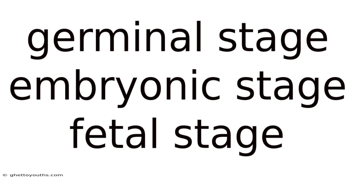 Germinal Stage Embryonic Stage Fetal Stage