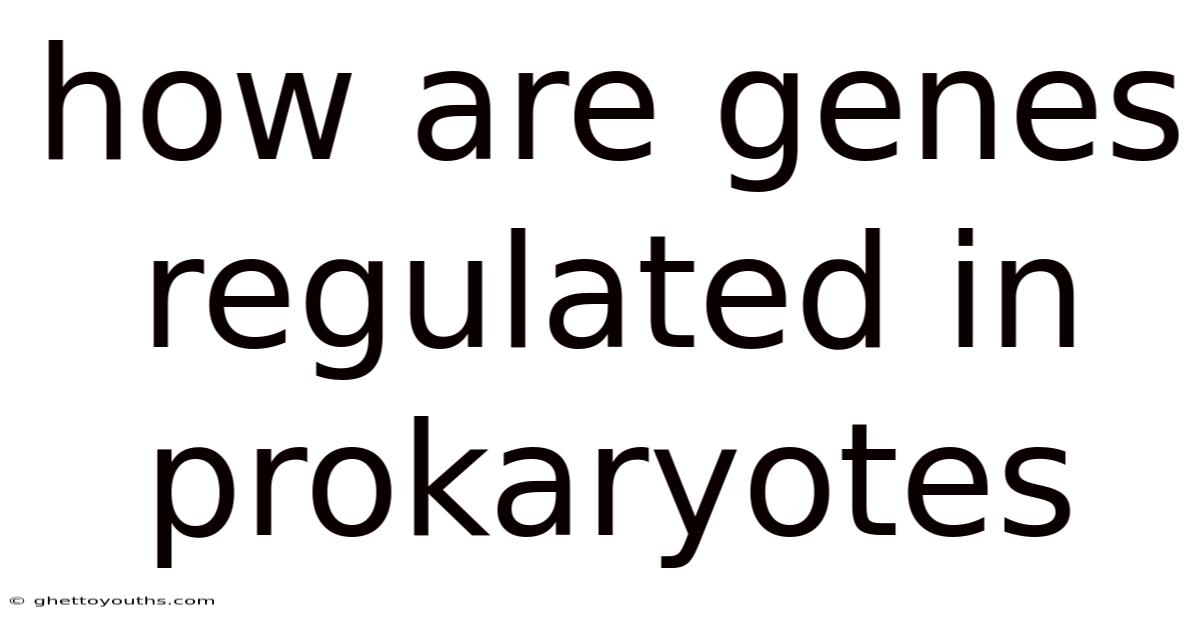How Are Genes Regulated In Prokaryotes