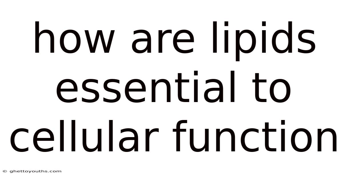 How Are Lipids Essential To Cellular Function