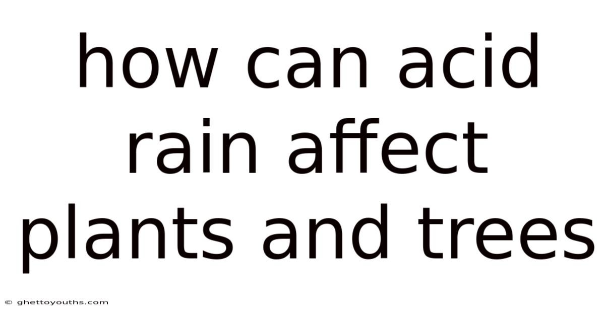 How Can Acid Rain Affect Plants And Trees