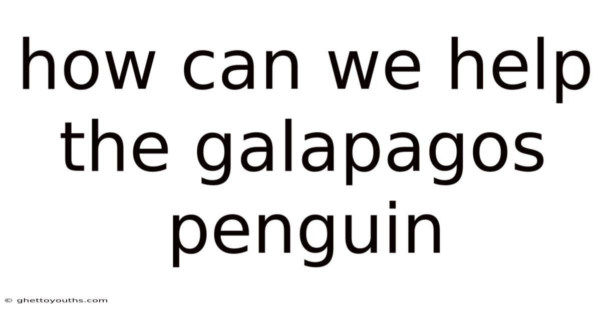 How Can We Help The Galapagos Penguin