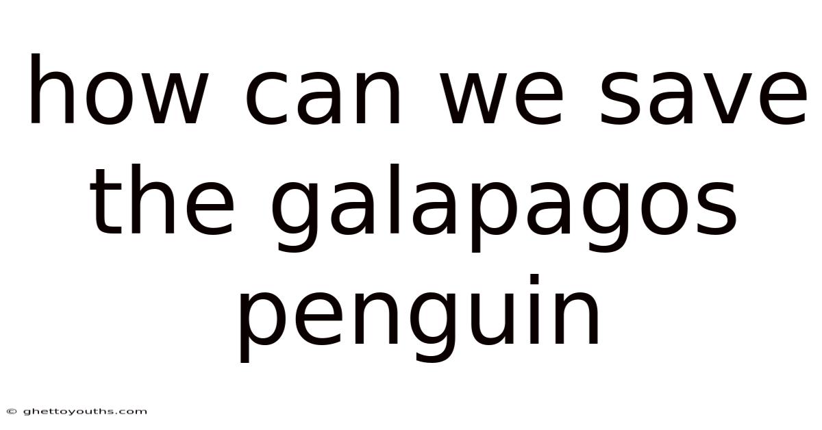 How Can We Save The Galapagos Penguin