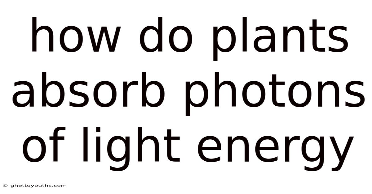 How Do Plants Absorb Photons Of Light Energy