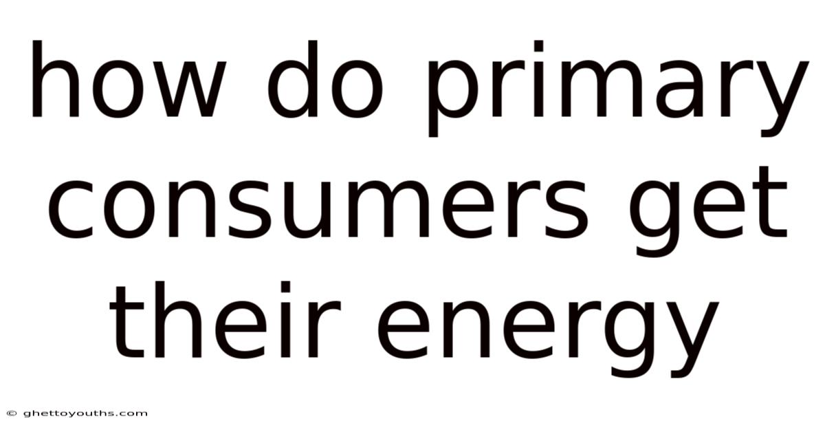 How Do Primary Consumers Get Their Energy