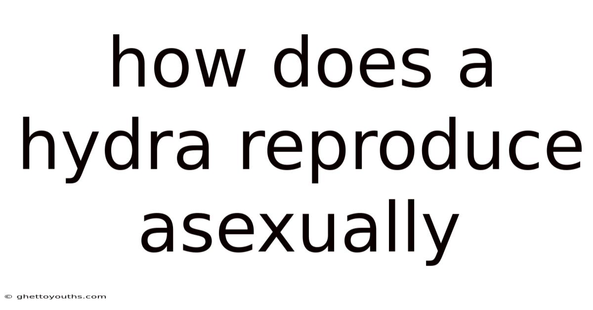 How Does A Hydra Reproduce Asexually
