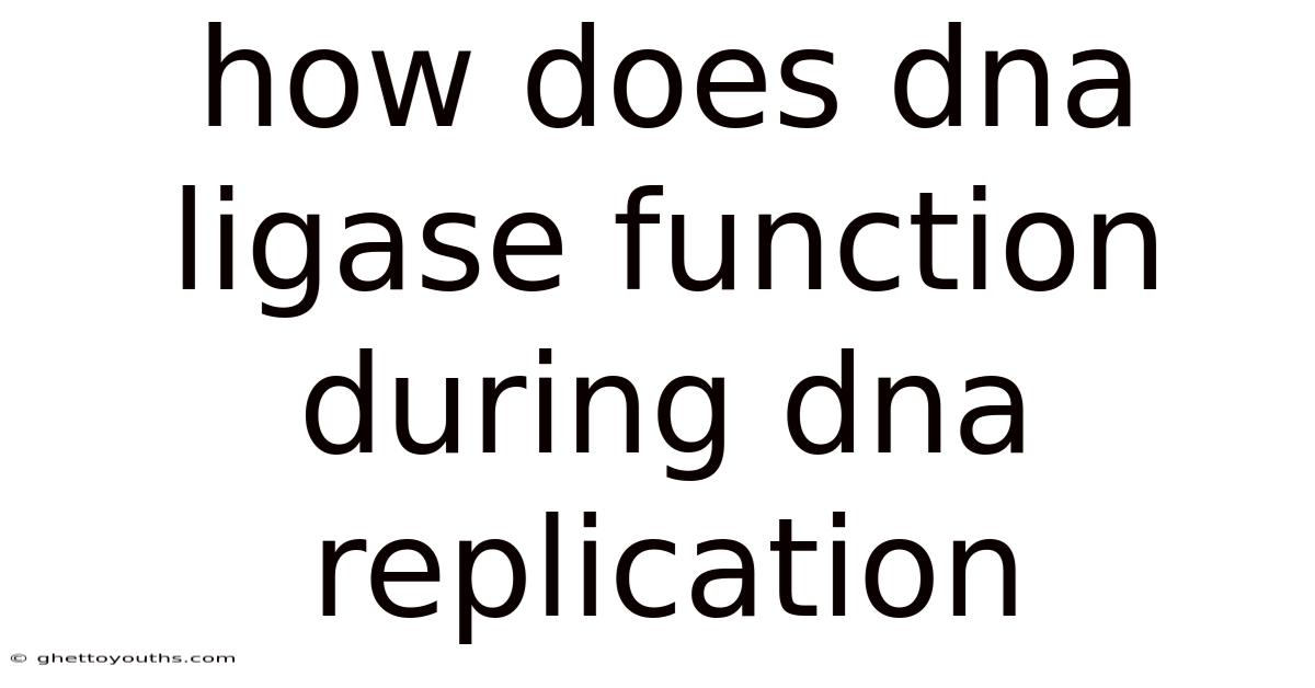 How Does Dna Ligase Function During Dna Replication