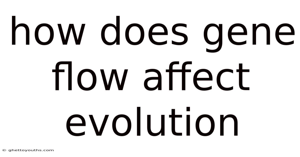 How Does Gene Flow Affect Evolution