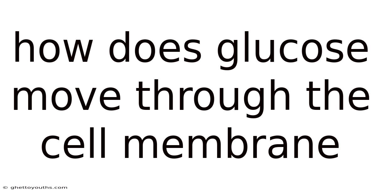 How Does Glucose Move Through The Cell Membrane