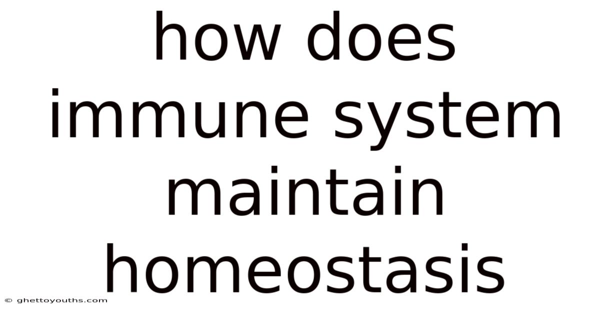 How Does Immune System Maintain Homeostasis