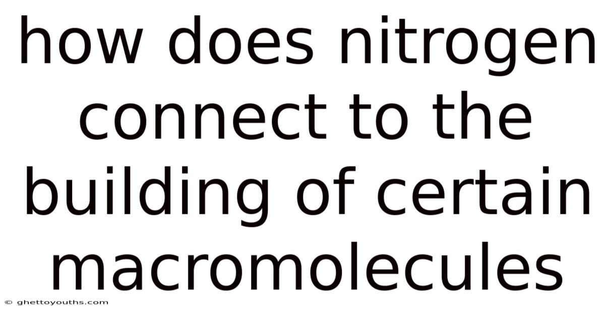 How Does Nitrogen Connect To The Building Of Certain Macromolecules