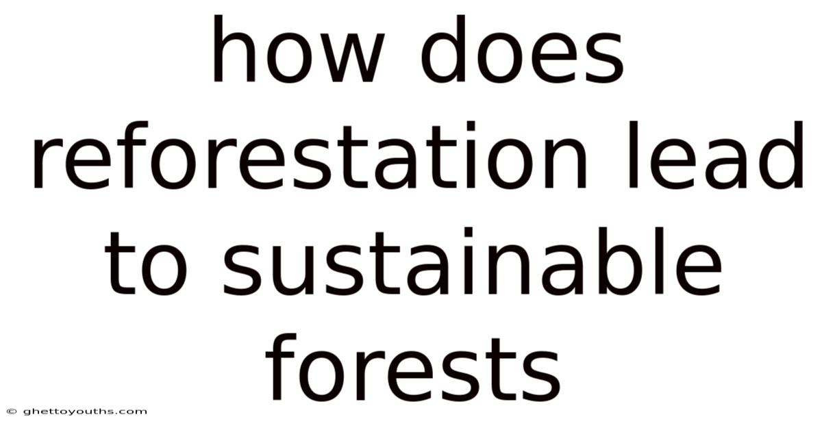 How Does Reforestation Lead To Sustainable Forests