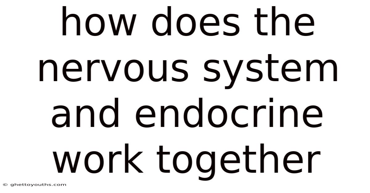How Does The Nervous System And Endocrine Work Together